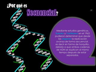 ¿Por qué es
                                                 27

               ?


               Mediante estudios genéticos,
                      y             en el 1963
              pudieron determinar que desde
                 los         la replicación
               avanza de forma secuencial ,
              es decir en forma de horquilla.,
              debido a que ambas cadenas
               de ADN se duplican al mismo
                  tiempo después de estar
                        separadas.
 