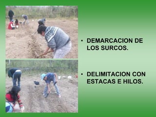 • DEMARCACION DE
  LOS SURCOS.



• DELIMITACION CON
  ESTACAS E HILOS.
 
