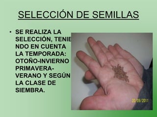 SELECCIÓN DE SEMILLAS
• SE REALIZA LA
  SELECCIÓN, TENIE
  NDO EN CUENTA
  LA TEMPORADA:
  OTOÑO-INVIERNO
  PRIMAVERA-
  VERANO Y SEGÚN
  LA CLASE DE
  SIEMBRA.
 