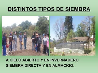 DISTINTOS TIPOS DE SIEMBRA




A CIELO ABIERTO Y EN INVERNADERO
SIEMBRA DIRECTA Y EN ALMACIGO.
 