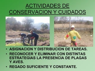 ACTIVIDADES DE
 CONSERVACION Y CUIDADOS




• ASIGNACION Y DISTRIBUCION DE TAREAS.
• RECONOCER Y ELIMINAR CON DISTINTAS
  ESTRATEGIAS LA PRESENCIA DE PLAGAS
  Y AVES.
• REGADO SUFICIENTE Y CONSTANTE.
 