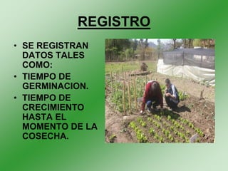 REGISTRO
• SE REGISTRAN
  DATOS TALES
  COMO:
• TIEMPO DE
  GERMINACION.
• TIEMPO DE
  CRECIMIENTO
  HASTA EL
  MOMENTO DE LA
  COSECHA.
 