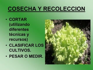 COSECHA Y RECOLECCION
• CORTAR
  (utilizando
  diferentes
  técnicas y
  recursos)
• CLASIFICAR LOS
  CULTIVOS.
• PESAR O MEDIR.
 