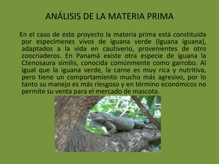 ANÁLISIS DE LA MATERIA PRIMA En el caso de este proyecto la materia prima está constituida por especimenes vivos de iguana verde (Iguana iguana), adaptados a la vida en cautiverio, provenientes de otro zoocriaderos. En Panamá existe otra especie de iguana la Ctenosaura similis, conocida comúnmente como garrobo. Al igual que la iguana verde, la carne es muy rica y nutritiva, pero tiene un comportamiento mucho más agresivo, por lo tanto su manejo es más riesgoso y en término económicos no permite su venta para el mercado de mascota. 