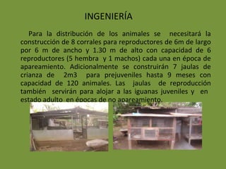 Para la distribución de los animales se  necesitará la construcción de 8 corrales para reproductores de 6m de largo por 6 m de ancho y 1.30 m de alto con capacidad de 6 reproductores (5 hembra  y 1 machos) cada una en época de apareamiento. Adicionalmente se construirán 7 jaulas de crianza de  2m3  para prejuveniles hasta 9 meses con capacidad de 120 animales. Las  jaulas  de reproducción también  servirán para alojar a las iguanas juveniles y  en  estado adulto  en épocas de no apareamiento. INGENIERÍA 