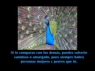 Si te comparas con los demás, puedes volverte vanidoso o amargado, pues siempre habrá personas mejores y peores que tú. 