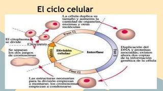 El ciclo celular 
 