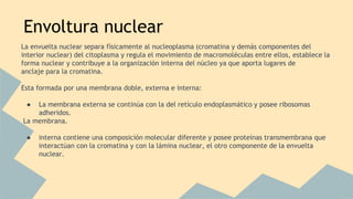 Envoltura nuclear 
La envuelta nuclear separa físicamente al nucleoplasma (cromatina y demás componentes del 
interior nuclear) del citoplasma y regula el movimiento de macromoléculas entre ellos, establece la 
forma nuclear y contribuye a la organización interna del núcleo ya que aporta lugares de 
anclaje para la cromatina. 
Esta formada por una membrana doble, externa e interna: 
● La membrana externa se continúa con la del retículo endoplasmático y posee ribosomas 
adheridos. 
La membrana. 
● interna contiene una composición molecular diferente y posee proteínas transmembrana que 
interactúan con la cromatina y con la lámina nuclear, el otro componente de la envuelta 
nuclear. 
 