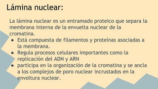 Lámina nuclear: 
La lámina nuclear es un entramado proteico que separa la 
membrana interna de la envuelta nuclear de la 
cromatina. 
● Está compuesta de filamentos y proteínas asociadas a 
la membrana. 
● Regula procesos celulares importantes como la 
replicación del ADN y ARN 
● participa en la organización de la cromatina y se ancla 
a los complejos de poro nuclear incrustados en la 
envoltura nuclear. 
 