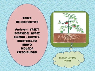 TAREA
 DE DIAPOSITIVA

 Profesor : FREDY
BENAVIDES NUÑEZ
ALUMNA : YULIZA V.
  MONTENEGRO
      BRAVO
     SEGUNDA
  ESPECIALIDAD
                     LA PLANTA Y SUS
                          PARTES
 