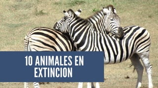 10 ANIMALES EN
EXTINCION
 