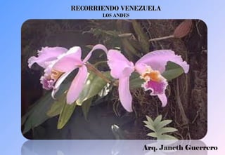 Arq. Janeth Guerrero
RECORRIENDO VENEZUELARECORRIENDO VENEZUELA
LOS ANDESLOS ANDES
 