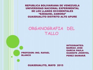 REPUBLICA BOLIVARIANA DE VENEZUELA
UNIVERSIDAD NACIONAL EXPERIMENTAL
DE LOS LLANOS OCCIDENTALES
“EZEQUIEL ZAMORA”
GUASDUALITO DISTRITO ALTO APURE
PROFESOR: ING. RAFAEL
BLANCO
INTEGRANTES:
BARRAS JOSE
GARCIA PAULA
GUARATE JHONYEL
PEREZ DAIMARA
GUASDUALITO, MAYO 2015
ORGANOGRAFIA DEL
TALLO
 