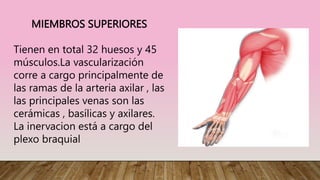 MIEMBROS SUPERIORES
Tienen en total 32 huesos y 45
músculos.La vascularización
corre a cargo principalmente de
las ramas d...