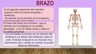 BRAZO
Es el segundo segmento del miembro
superior, entre la cintura escapular y
antebrazo.
•Se articula con la primera en ...