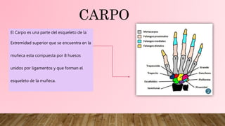 CARPO
El Carpo es una parte del esqueleto de la
Extremidad superior que se encuentra en la
muñeca esta compuesta por 8 hue...