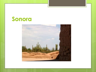 Sonora
 