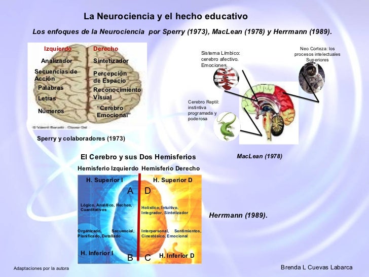Teoria de neurociencia_teoria_online