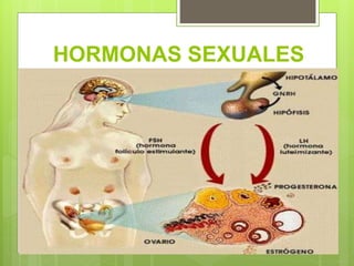 HORMONAS SEXUALES
 