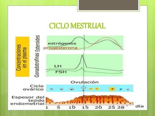 CICLO MESTRUAL
 