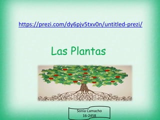 https://prezi.com/dy6pjv5txv0n/untitled-prezi/
Las Plantas
Sonia Camacho
16-2458
 
