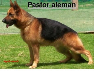 Pastor aleman 