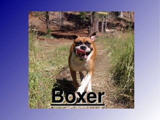 Boxer 
