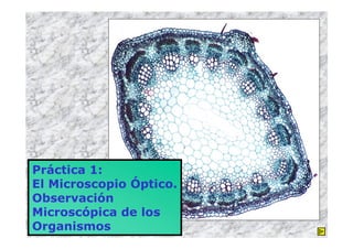 Práctica 1:
El Microscopio Óptico.
Observación
Microscópica de los
Organismos
 