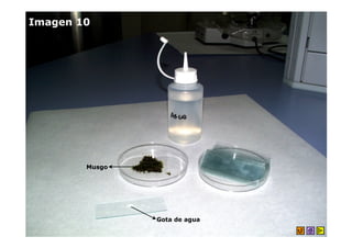 Imagen 10




        Musgo




                Gota de agua
 