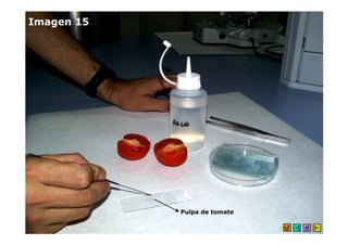 Imagen 15




            Pulpa de tomate
 