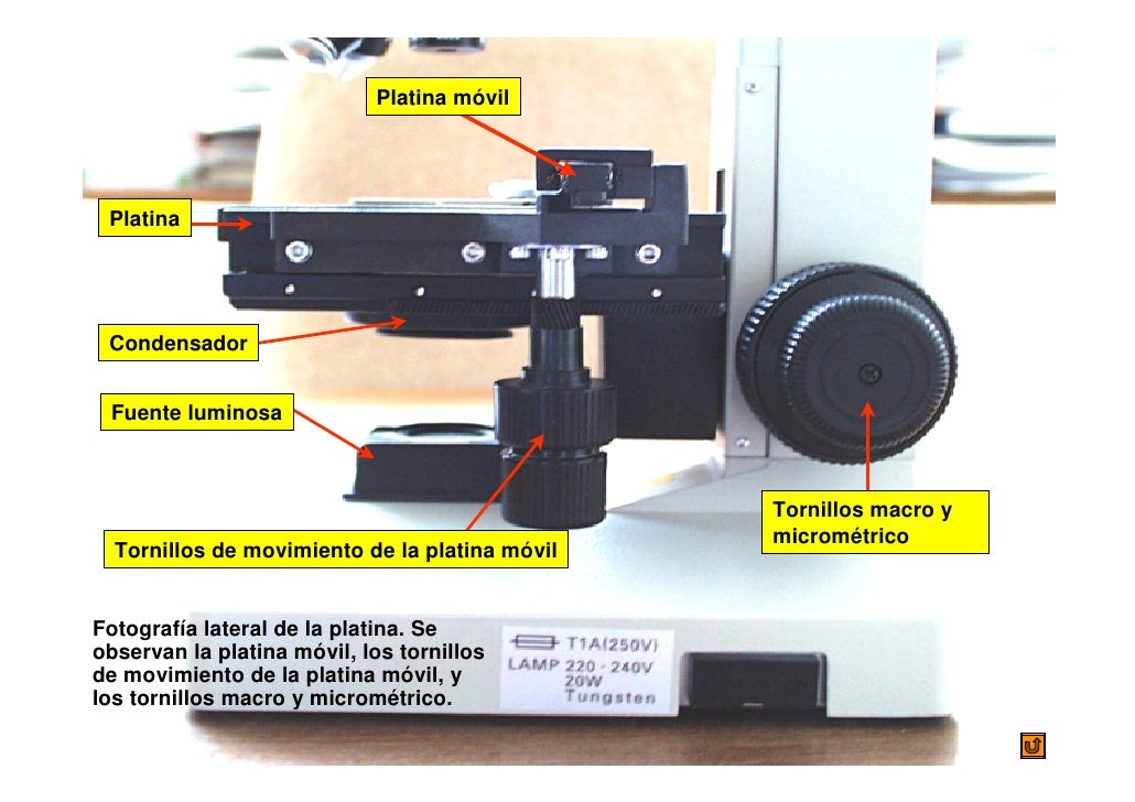 Diapositiva plan microscopio