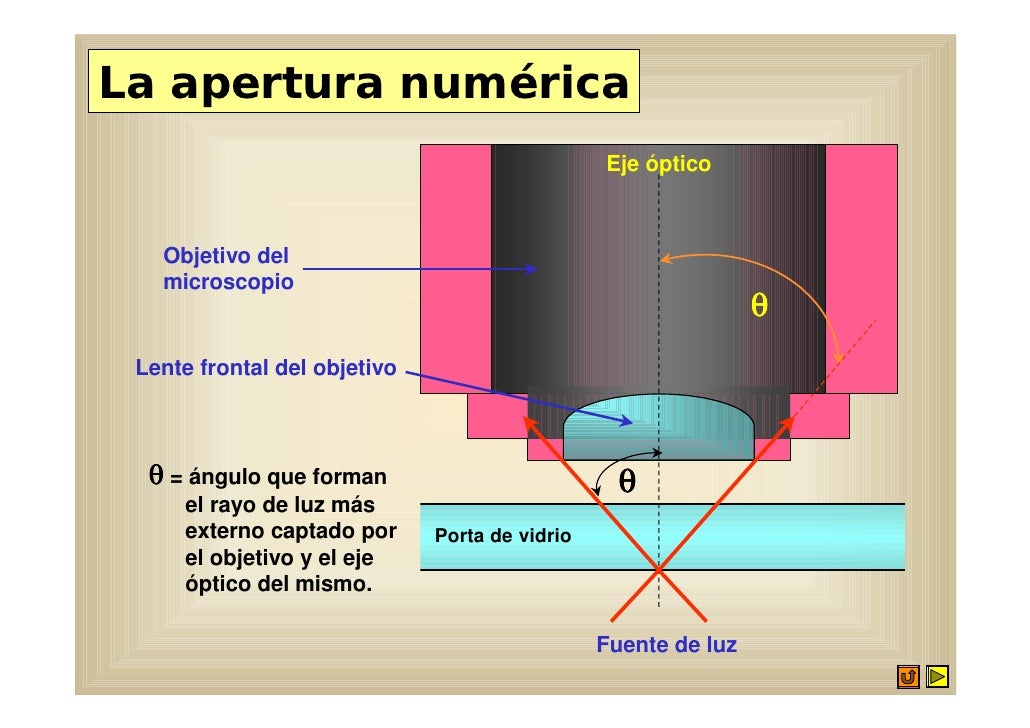 Diapositiva plan microscopio Diapositiva plan microscopio