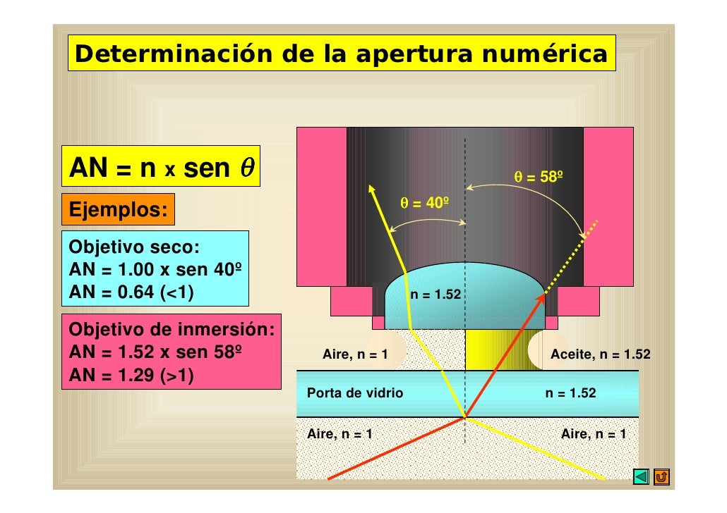 Diapositiva plan microscopio Diapositiva plan microscopio