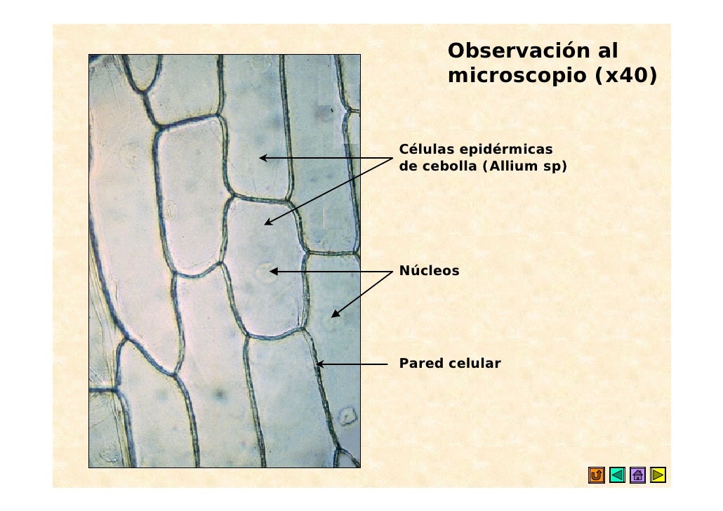 Diapositiva plan microscopio