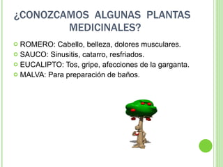 ¿CONOZCAMOS  ALGUNAS  PLANTAS  MEDICINALES? ROMERO: Cabello, belleza, dolores musculares. SAUCO: Sinusitis, catarro, resfriados. EUCALIPTO: Tos, gripe, afecciones de la garganta. MALVA: Para preparación de baños. 