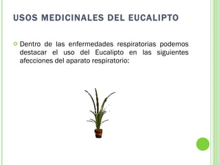 USOS MEDICINALES DEL EUCALIPTO Dentro de las enfermedades respiratorias podemos destacar el uso del Eucalipto en las siguientes afecciones del aparato respiratorio: 