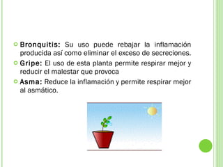 Bronquitis:  Su uso puede rebajar la inflamación producida así como eliminar el exceso de secreciones.  Gripe:  El uso de esta planta permite respirar mejor y reducir el malestar que provoca Asma:  Reduce la inflamación y permite respirar mejor al asmático.  