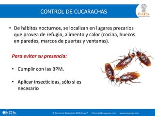 © Derechos Reservados EQS Grupo ® informes@eqsgrupo.com www.eqsgrupo.com
CONTROL DE CUCARACHAS
• De hábitos nocturnos, se localizan en lugares precarios
que provea de refugio, alimento y calor (cocina, huecos
en paredes, marcos de puertas y ventanas).
Para evitar su presencia:
• Cumplir con las BPM.
• Aplicar insecticidas, sólo si es
necesario
 