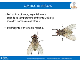 © Derechos Reservados EQS Grupo ® informes@eqsgrupo.com www.eqsgrupo.com
CONTROL DE MOSCAS
• De hábitos diurnos, especialmente
cuando la temperatura ambiental, es alta,
atraídos por los malos olores.
• Se presenta Por falta de higiene.
 