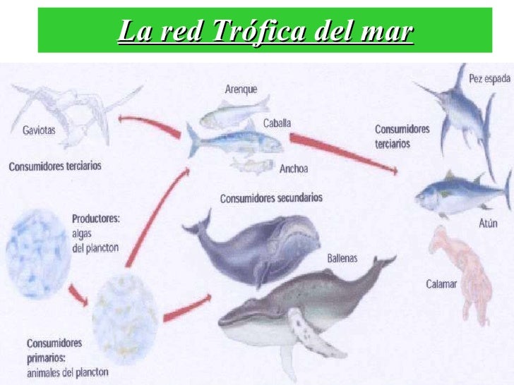 power point de cadenas y tramas alimentarias diapositiva pronacad power point de cadenas y tramas alimentarias diapositiva pronacad