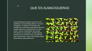 z
QUE ES ALMACIGUERAS
Una almaciguera también conocida como
semillero es una bandeja plástica y de otros
materiales, en do...