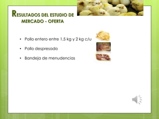 RESULTADOS DEL ESTUDIO DE
MERCADO - OFERTA
• Pollo entero entre 1,5 kg y 2 kg c/u
• Pollo despresado
• Bandeja de menudencias
 