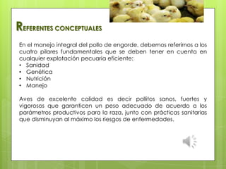 En el manejo integral del pollo de engorde, debemos referirnos a los
cuatro pilares fundamentales que se deben tener en cuenta en
cualquier explotación pecuaria eficiente:
• Sanidad
• Genética
• Nutrición
• Manejo
Aves de excelente calidad es decir pollitos sanos, fuertes y
vigorosos que garanticen un peso adecuado de acuerdo a los
parámetros productivos para la raza, junto con prácticas sanitarias
que disminuyan al máximo los riesgos de enfermedades.
REFERENTES CONCEPTUALES
 