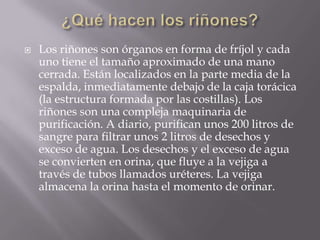    Los riñones son órganos en forma de fríjol y cada
    uno tiene el tamaño aproximado de una mano
    cerrada. Están localizados en la parte media de la
    espalda, inmediatamente debajo de la caja torácica
    (la estructura formada por las costillas). Los
    riñones son una compleja maquinaria de
    purificación. A diario, purifican unos 200 litros de
    sangre para filtrar unos 2 litros de desechos y
    exceso de agua. Los desechos y el exceso de agua
    se convierten en orina, que fluye a la vejiga a
    través de tubos llamados uréteres. La vejiga
    almacena la orina hasta el momento de orinar.
 