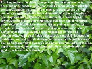 El único producto metabólico que no cumple con lo anterior es el
agua, que no se puede eliminar por ósmosis dadas las diferencias de
concentraciones entre la célula y el medio, lo que favorece un flujo
continuo de agua ambiental hacia el interior de la célula. A medida
que el agua penetra, la presión en el interior de la célula llega a
ser equivalente a la presión osmótica, se establece equilibrio hídrico
entre el contenido celular y el medio. En las plantas terrestres, los
desechos como las sales de ácidos orgánicos se almacenan en la
planta; estos desechos pueden ser almacenados en forma de
cristales o disolverse en el fluido de la vacuola central. En las especies
herbáceas, los productos de desecho permanecen en las células hasta
que las hojas caen en el otoño. En las plantas perennes los desechos se
depositan en el duramen no viviente del tallo o son eliminados al
producirse la caída de las hojas.
 