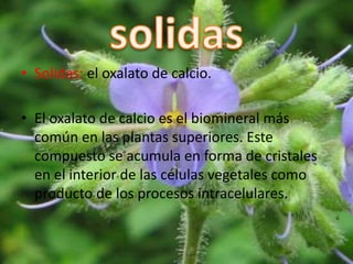 • Solidas: el oxalato de calcio.
• El oxalato de calcio es el biomineral más
común en las plantas superiores. Este
compuesto se acumula en forma de cristales
en el interior de las células vegetales como
producto de los procesos intracelulares.
 