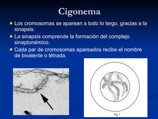 Cigonema Los cromosomas se aparean a todo lo largo, gracias a la sinapsis. La sinapsis comprende la formación del complejo sinaptonémico. Cada par de cromosomas apareados recibe el nombre de bivalente o tétrada. 