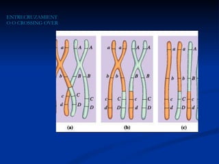 ENTRECRUZAMIENTO O CROSSING OVER 