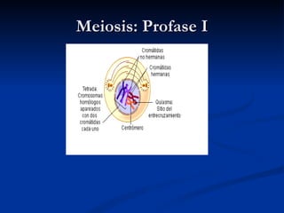 Meiosis: Profase I 