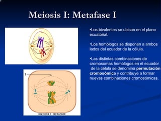 Meiosis I: Metafase I Los bivalentes se ubican en el plano ecuatorial. Los homólogos se disponen a ambos lados del ecuador de la célula. Las distintas combinaciones de cromosomas homólogos en el ecuador de la célula se denomina  permutación cromosómica  y contribuye a formar nuevas combinaciones cromosómicas. 